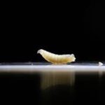 Flesh eating worm