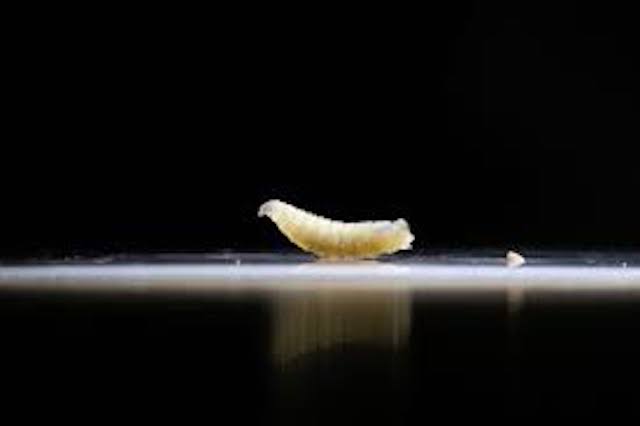 Flesh eating worm