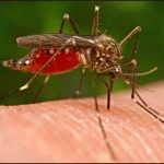 malaria