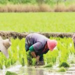 Rice farmers at work