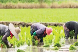 Rice farmers at work