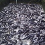 Fish farming farmers