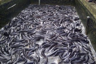 Fish farming farmers