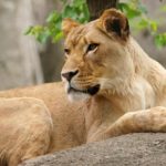 Lioness