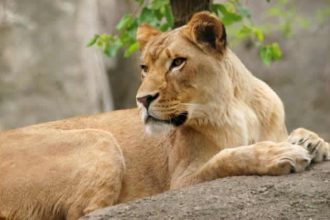 Lioness