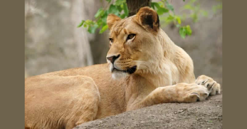 Lioness