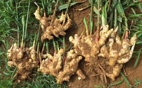 ginger