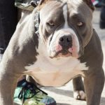 Woman Orders Dog Attack on Neighbor