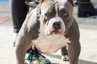 Woman Orders Dog Attack on Neighbor