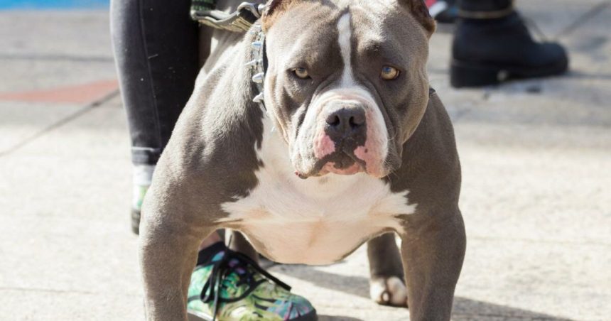 Woman Orders Dog Attack on Neighbor
