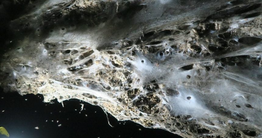 Giant Spider Web Found in Greek-Albanian Border Cave